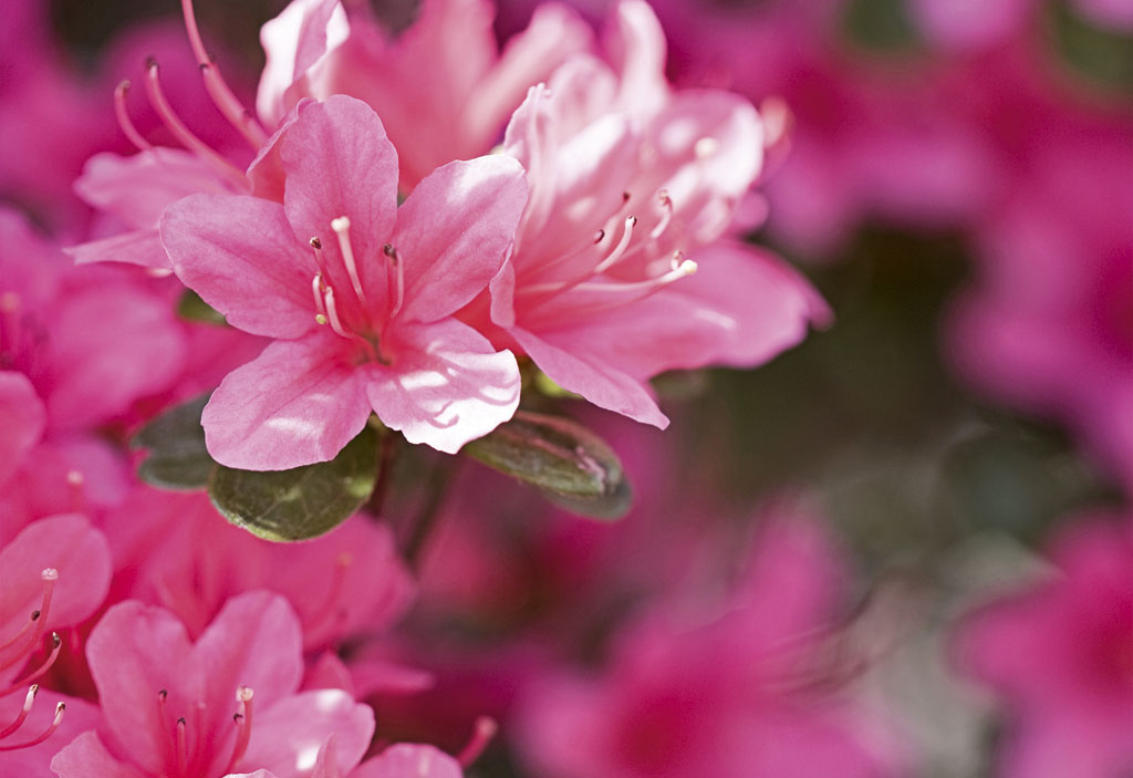 Tipos de Flores: 47 fotos para decorar o seu jardim e a sua casa!