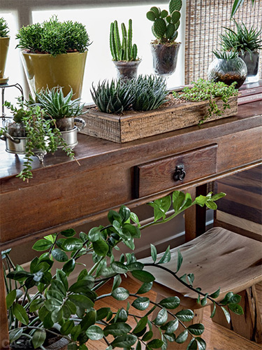 01-plantas-dentro-de-casa-quais-usar
