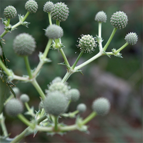 01-ambientalista-reinsere-plantas-naticas-em-metropoles