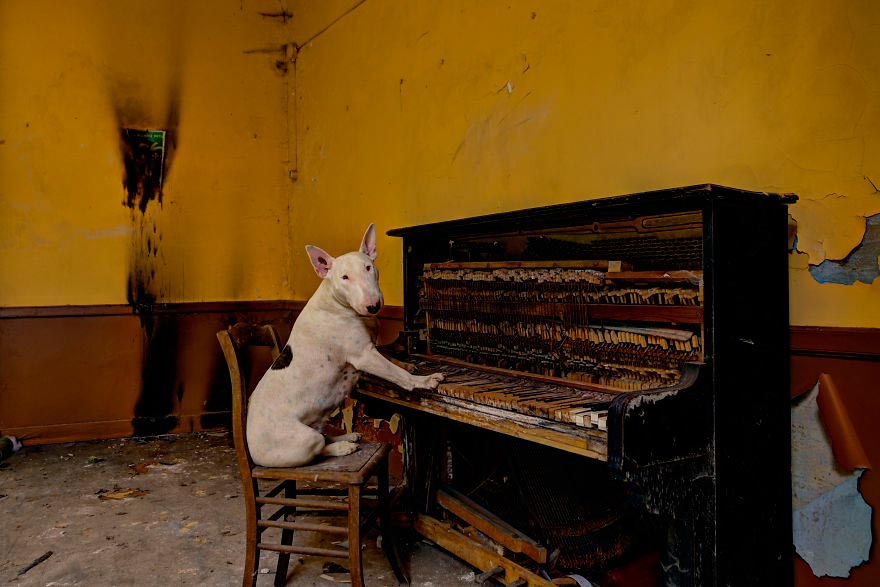 06-fotografa-retrata-sua-cadela-em-predios-abandonados-da-europa