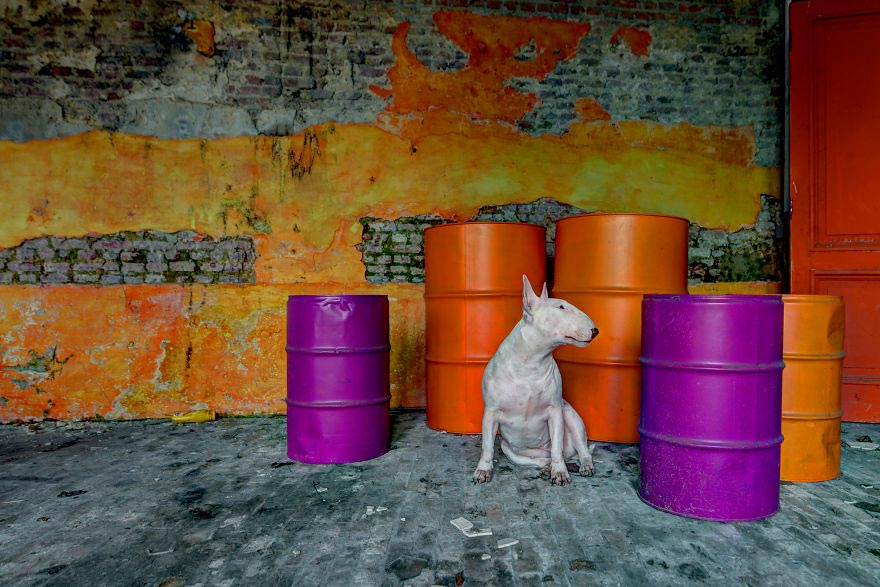 07-fotografa-retrata-sua-cadela-em-predios-abandonados-da-europa
