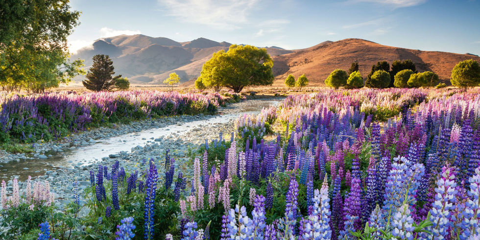 1 vencedora Tekapo Lupins by the aptly-named Richard Bloom