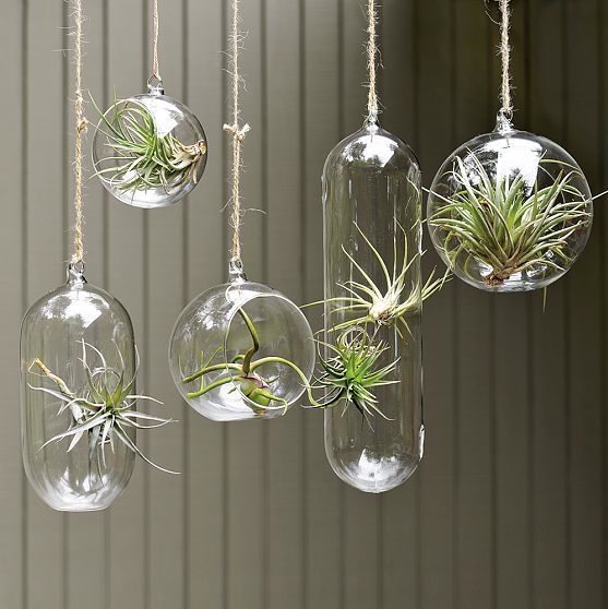 10-airplants-como-usar