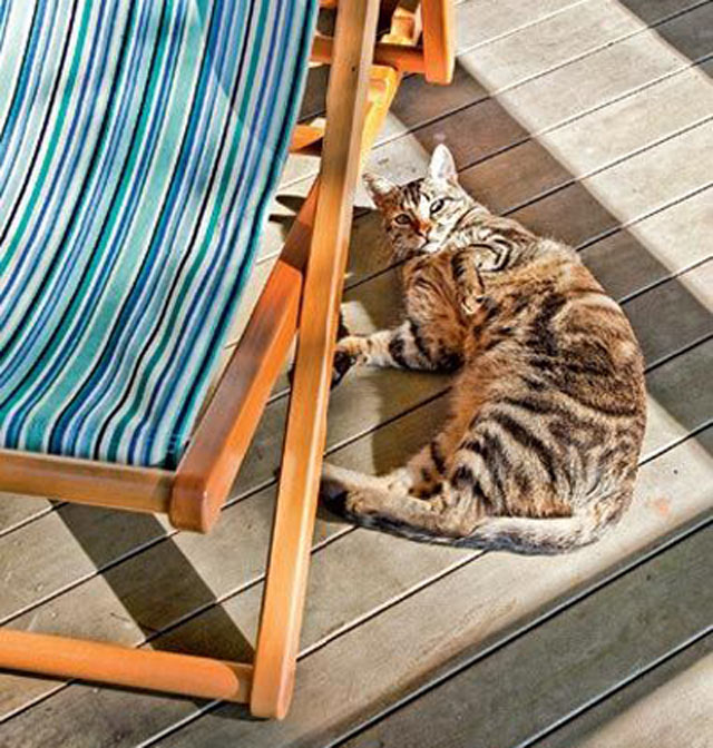 10-gatos-e-decoracao-15-ambientes-que-ficam-mais-lindos-com-eles