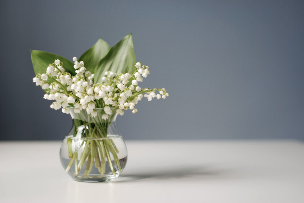 10-plantas-e-flores-que-vao-fazer-voce-se-sentir-mais-feliz-em-casa