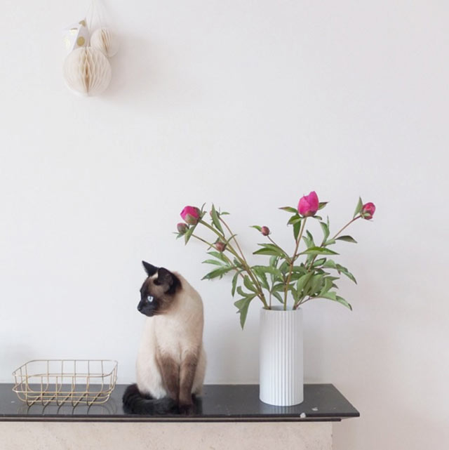 12-gatos-e-decoracao-15-ambientes-que-ficam-mais-lindos-com-eles
