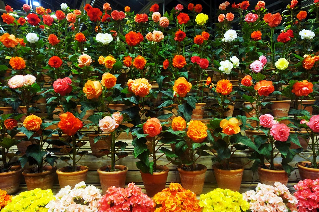 14 Café no Japão fica dentro de uma estufa com mais de 12 mil flores