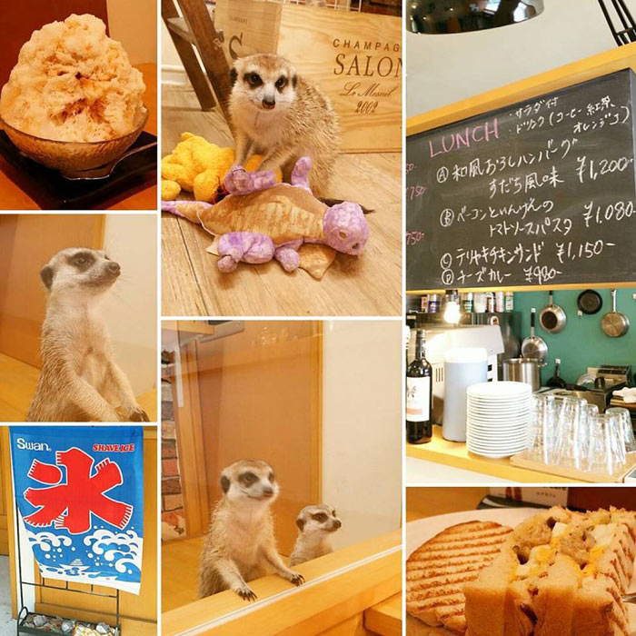 18-cafes-para-observar-animais-no-japao