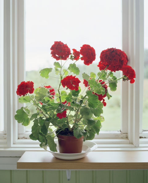 2-plantas-e-flores-que-vao-fazer-voce-se-sentir-mais-feliz-em-casa