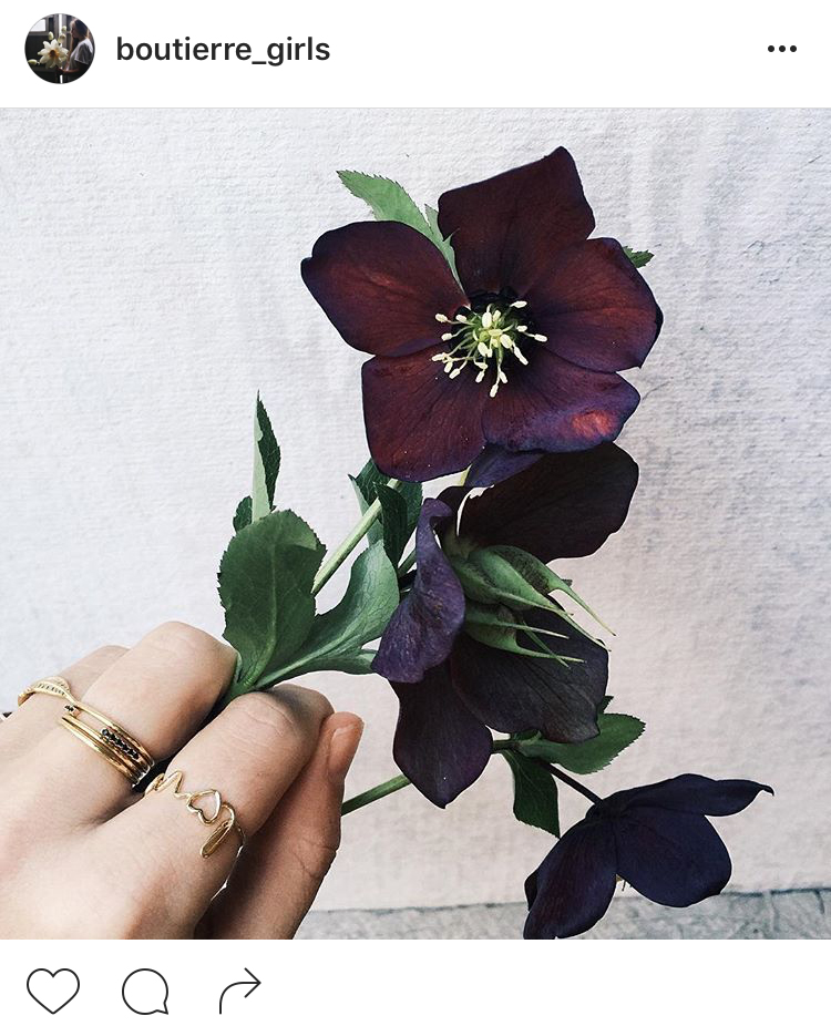 25-perfis-do-instagram-que-amam-flores-plantas-para-voce-seguir