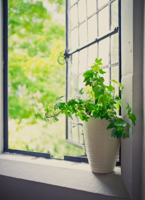 3-plantas-e-flores-que-vao-fazer-voce-se-sentir-mais-feliz-em-casa