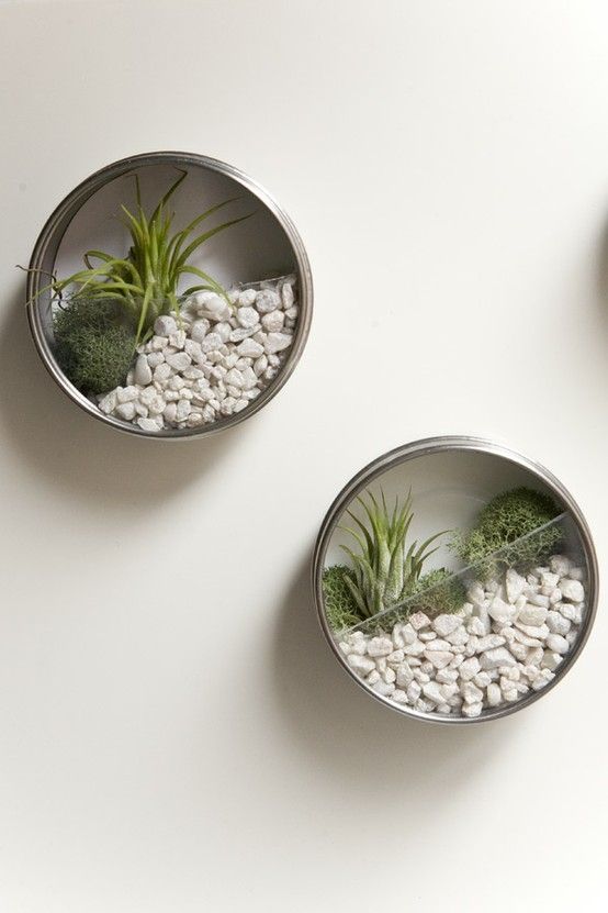 4-airplants-como-usar