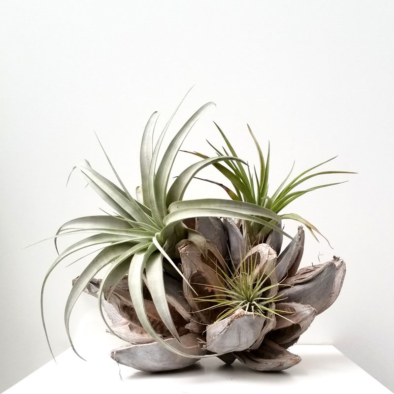 6-airplants-como-usar