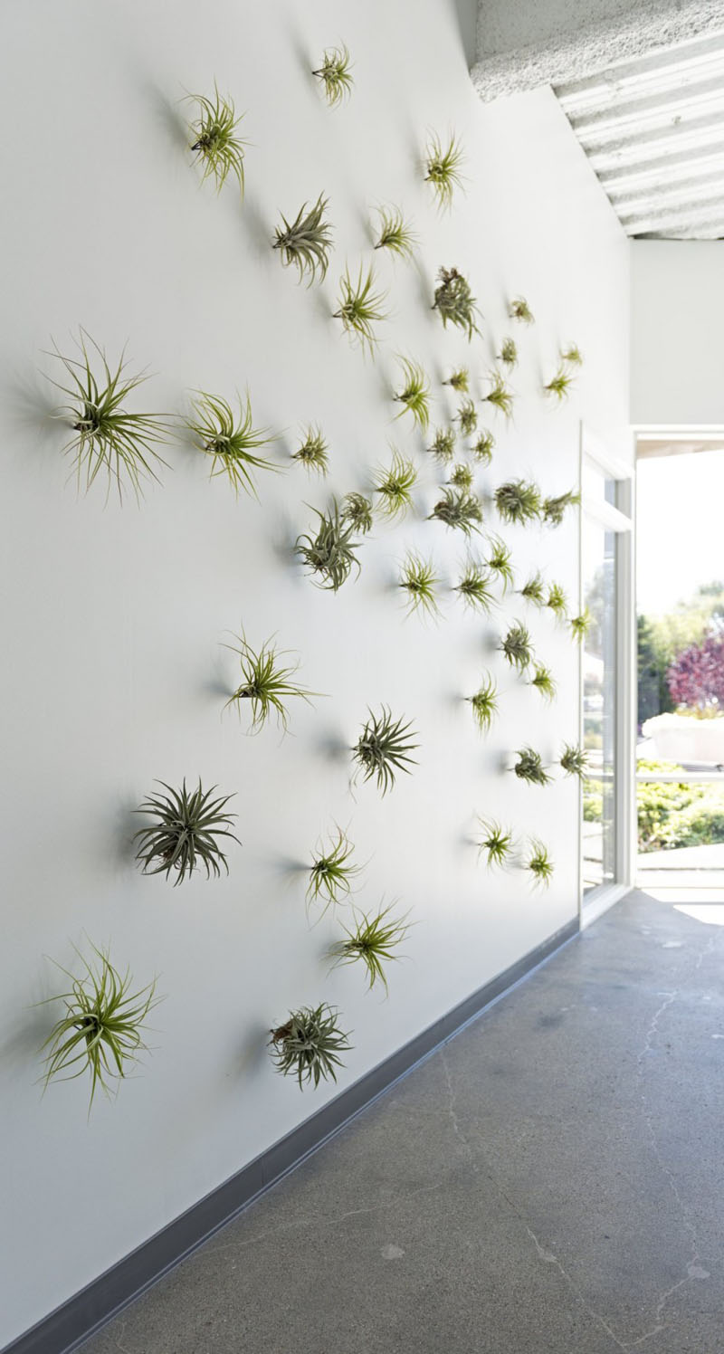 8-airplants-como-usar