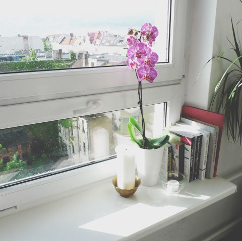 8-plantas-e-flores-que-vao-fazer-voce-se-sentir-mais-feliz-em-casa