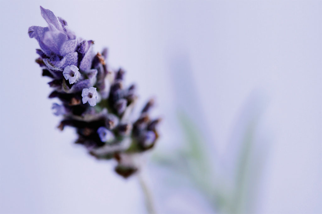 abre-como-cuidar-de-flores-perfumadas
