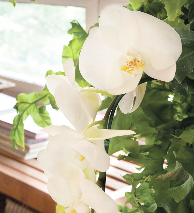 abre1-como-fazer-com-que-a-orquidea-de-flor