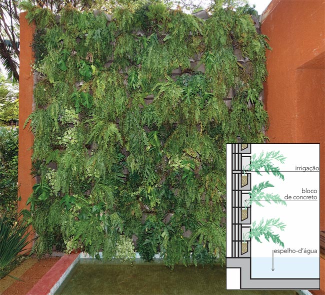 Reunidas, as mudas de samambaia peper&ocirc;mia e tradescantia d&atilde;o a impress&atilde;o d...