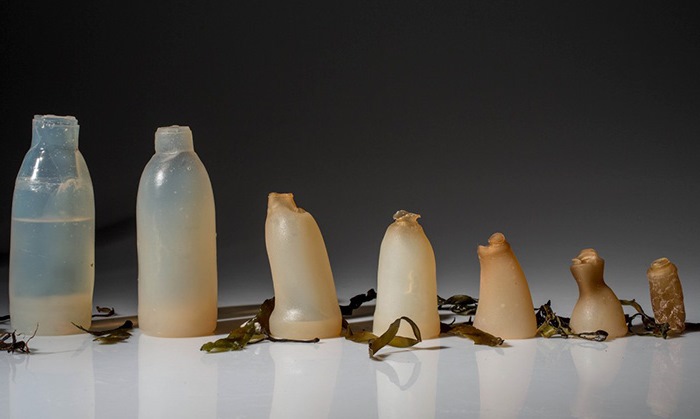 garrafa-alga