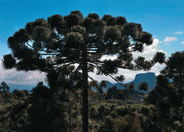 Campos do Jordão é o destino certo nas férias de inverno