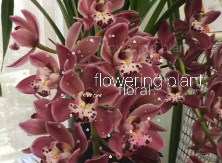 Aplicativo identifica espécies de flores pelo celular