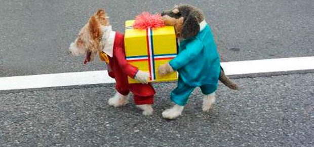 Carnaval: 50 fantasias para o seu cachorro