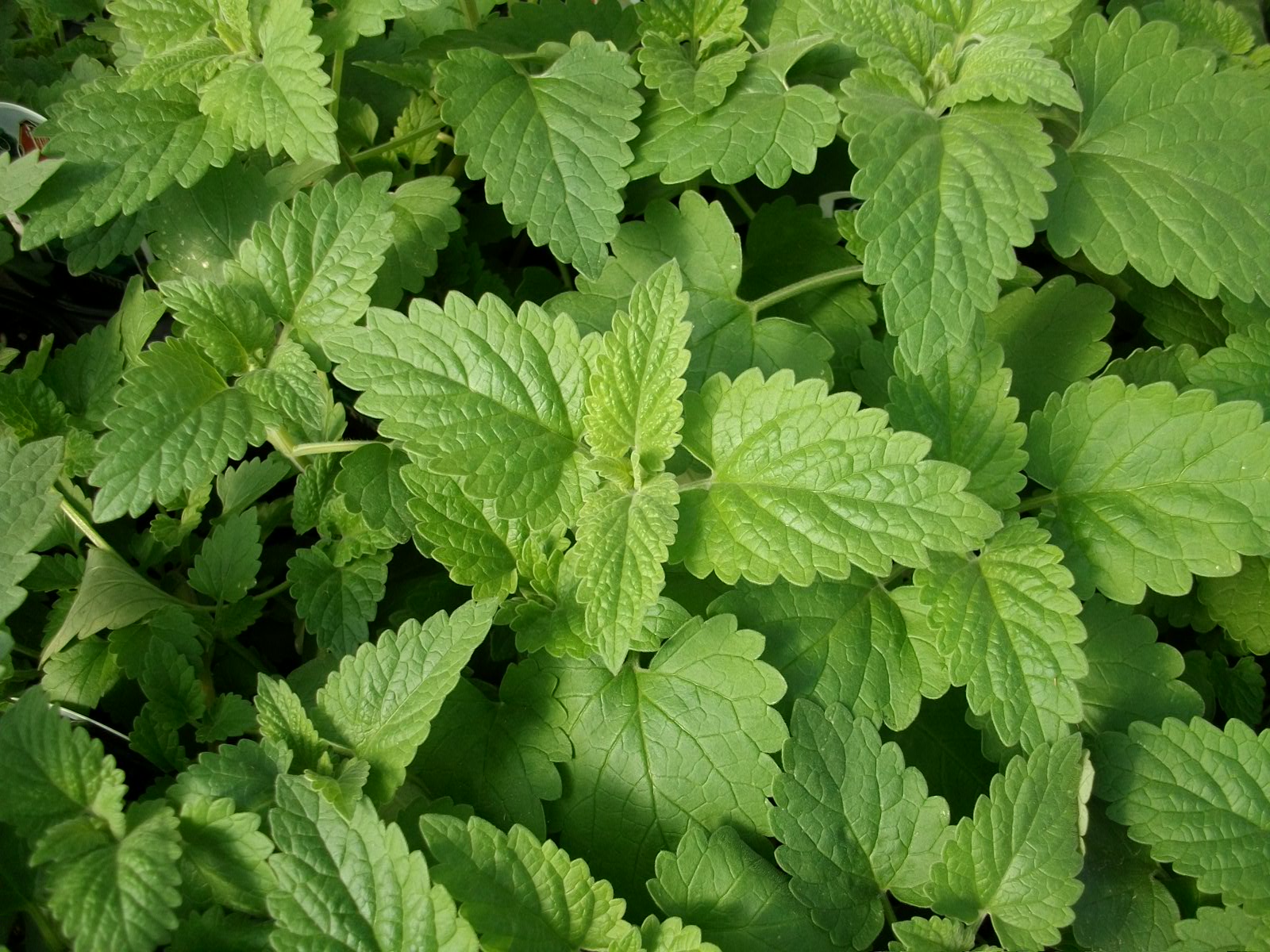 Catnip