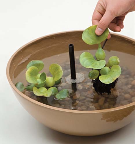 Delicadamente, coloque as mudas da planta aqu&aacute;tica. A escolhida foi o aguap�...