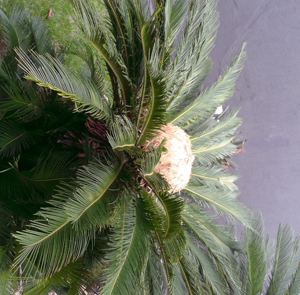 Cica - flora.wheberson.com.br