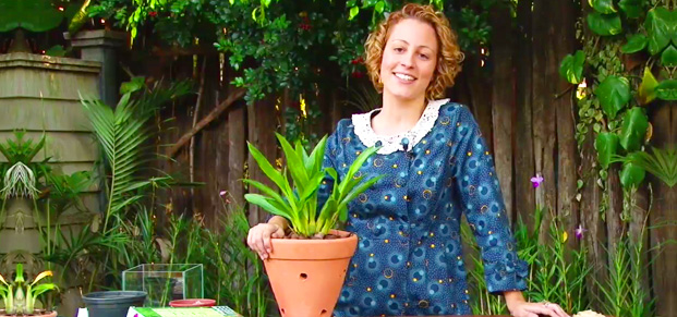 como-mudar-a-orquidea-de-vaso-em-menos-de-5-minutos