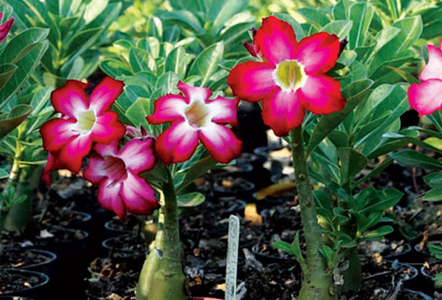 5 espécies de plantas para cultivar no banheiro