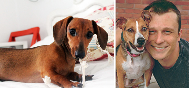 Cachorros em casa: 12 perguntas sobre como conviver bem com os cães