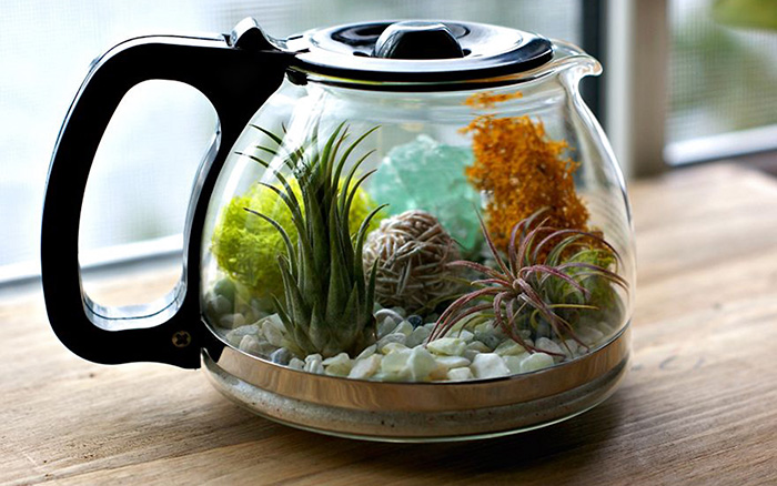 Esta chaleira de café foi transformada em um terrário Esta chaleira de café foi transformada em um terrário