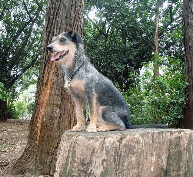 Quais plantas fazem mal para os bichos de estimação?