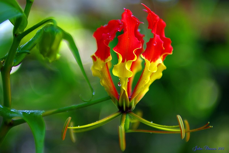Gloriosa - john skewes