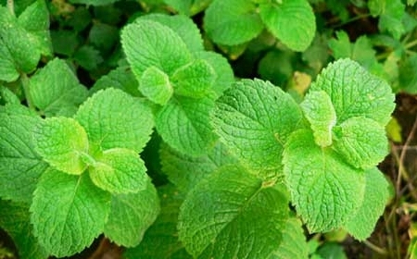 hortela