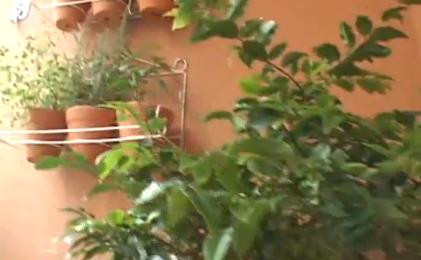 jardim ganha vida nova com Rs 1500