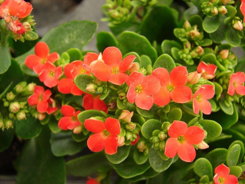 Kalanchoe - Forest and Kim Starr