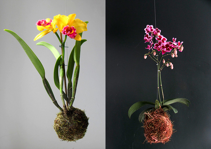 kokedama-orquidea-brinco-de-princesa