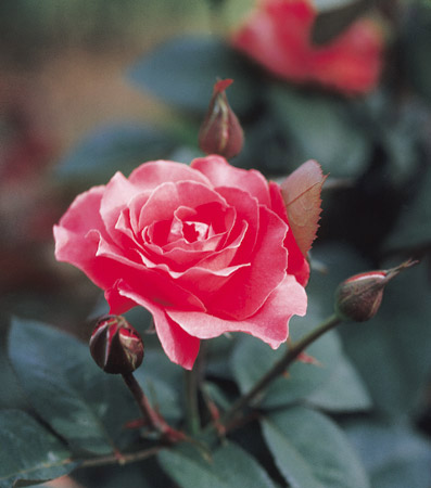 Nome popular: rosa marlise