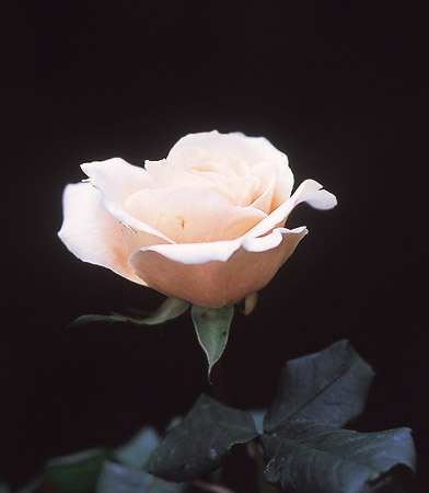 Nome popular: rosa osiana