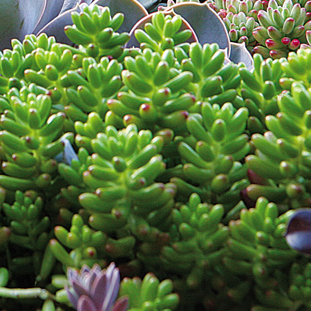 Nome popular: dedinho-de-moçaNome científico: Sedum pachyphyllum