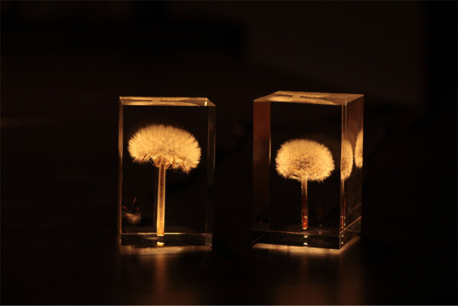 OLED-TAMPOPO-1-651x435