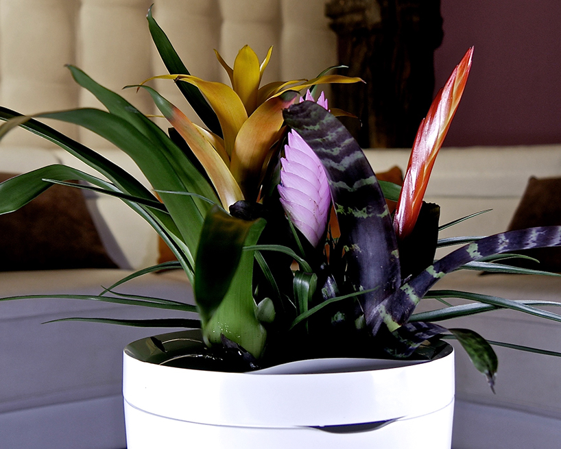parrot-pot-vaso-inteligente-designboom 4