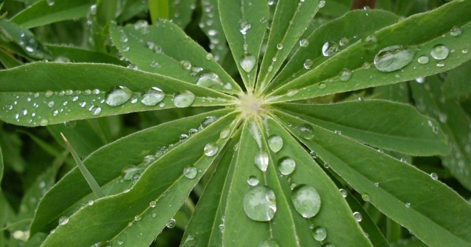 plantas1