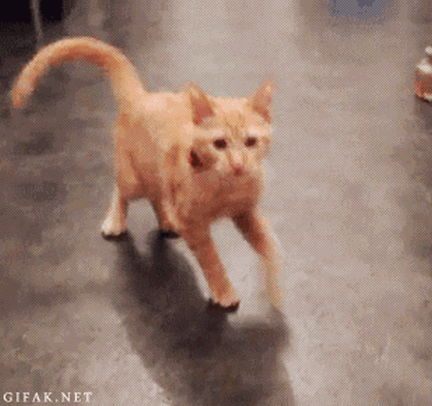 rabo de gato
