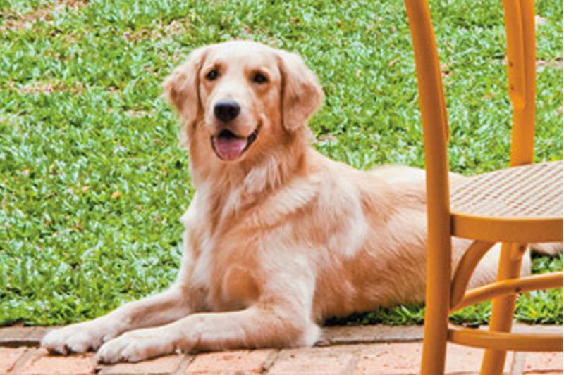 8 dúvidas sobre animais de estimação e a decoração da casa