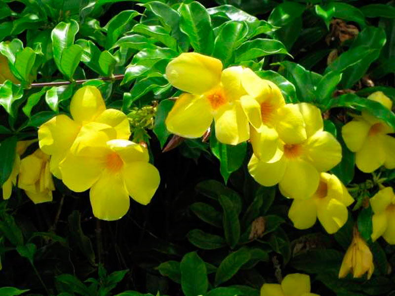  Que plantas florecen en xaneiro?