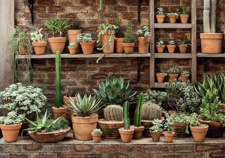 Jardinagem bem fácil: como cuidar de cactos, suculentas e agaves