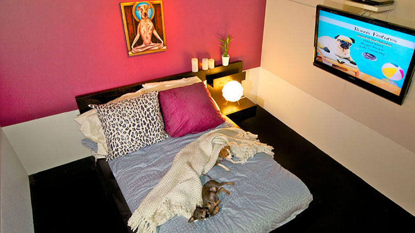 01-hotel-para-cachorros-5-estrelas